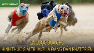 Cá Cược Đua Chó Hình Thức Giải Trí Mới Lạ Đang Dần Phát Triển
