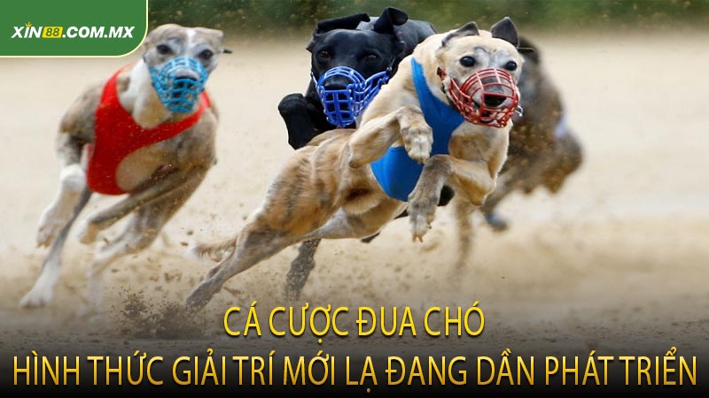 Cá Cược Đua Chó Hình Thức Giải Trí Mới Lạ Đang Dần Phát Triển