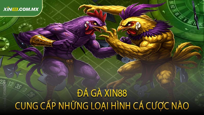 Đá gà XIN88 cung cấp những loại hình cá cược nào