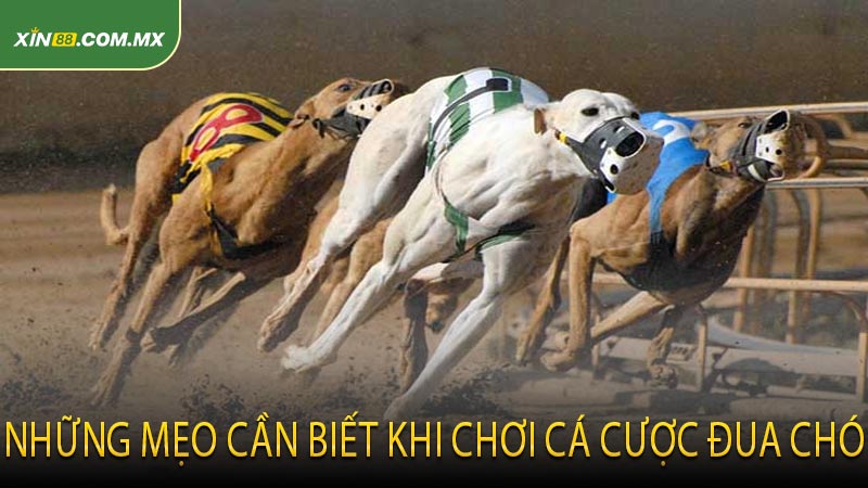 Những Mẹo Cần Biết Khi Chơi Cá Cược Đua Chó