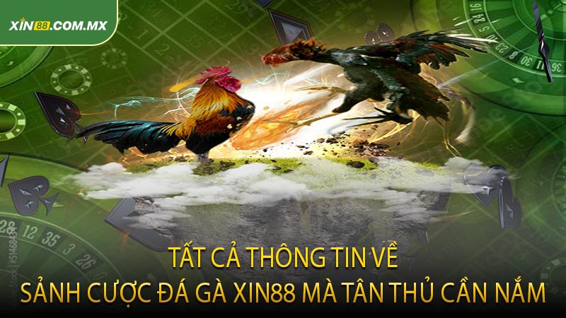Tất cả thông tin về sảnh cược đá gà XIN88 mà tân thủ cần nắm