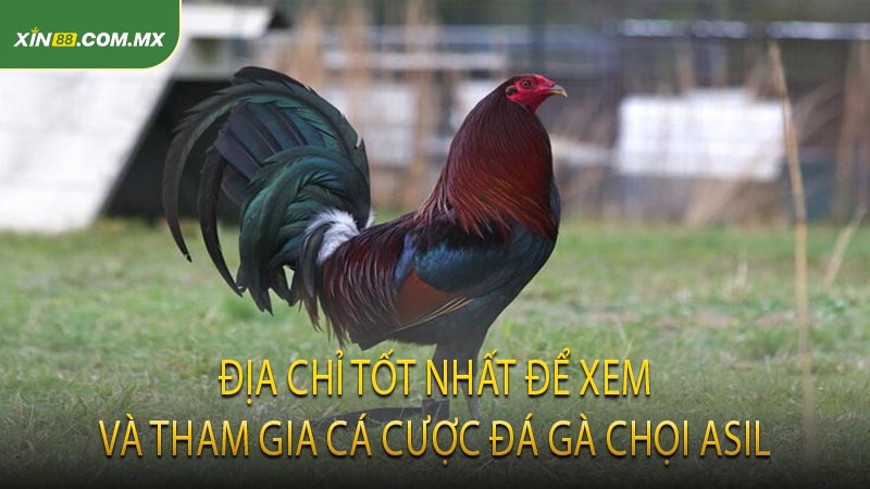 Địa chỉ tốt nhất để xem và tham gia cá cược đá gà chọi Asil