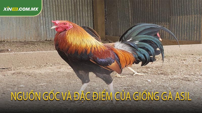 Nguồn gốc và đặc điểm của giống gà Asil